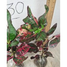 Codiaeum Khun Chang Kin Leang 106-107