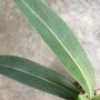 Philodendron sp.(T36) Pig skin.