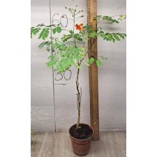 Caesalpinia pulcherrima (not variegated)