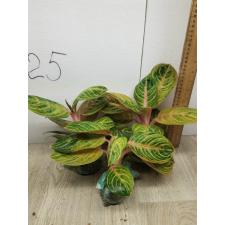 Aglaonema Siam Perfect Thailand A-100