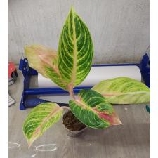 Aglaonema P-11 Golden Bay pot