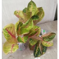 Aglaonema Moonlight- Pink A-103