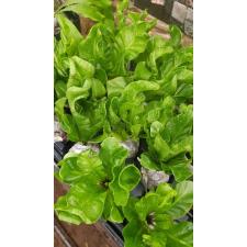 Asplenium Cobra s mart