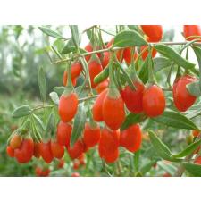 Godji (Lycium Barbarum) рассада однолетняя