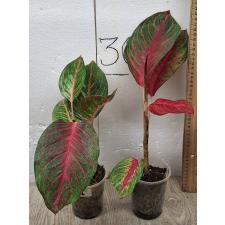 Aglaonema Amnat Jaren A-18 pot