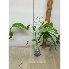 Codiaeum A26 Lao thong