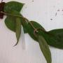 Hoya glabra             342