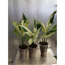 Spathiphyllum sp white variegated NEW