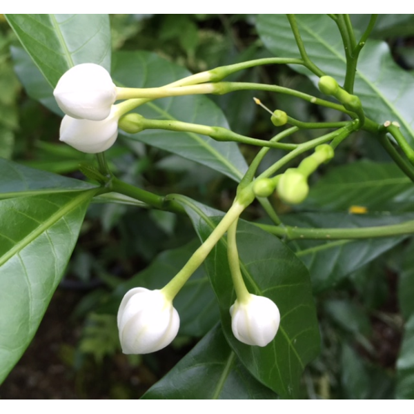 Tabernaemontana divaricata 'Dok Bua' 774-775