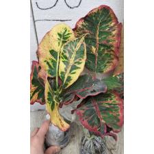 Codiaeum A35 Set tee had yai