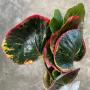 Codiaeum Kaew Boosarakum.