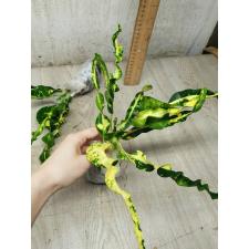 Codiaeum A68 Pin gaew