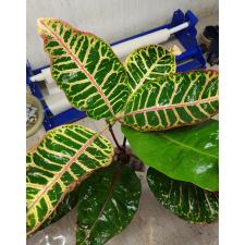 Codiaeum Tri Noosara 79/1 