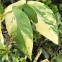 Syzygium samarangense (golden variegated)(grafted).