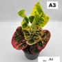 Codeium A3 Ari