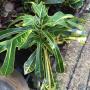 Codiaeum Gold Fountain.