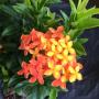 Ixora sp.(T05)
