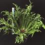 Asplenium scolopendrium Laceratum Kaye