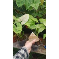 Syngonium RuBa Bears Roxanne  pot