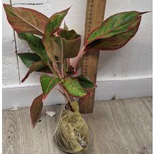 Аглаонема Аврора - Красная / Aglaonema Aurora - Red A-7