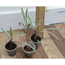 Ледебурия общественная вариегатная / Ledebouria socialis variegated (S)