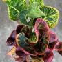 Codiaeum Tha Wasukree
