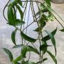 Hoya chlorantha (#53)