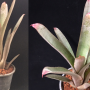 Neoregelia cruenta 'Silver' variegated.