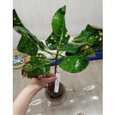 Codiaeum Ratree 60