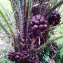 Salacca zalacca (Indonesia).
