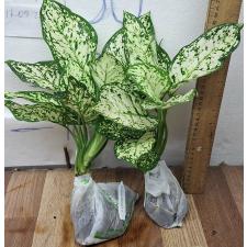 Аглаонема Аньямани белая / Aglaonema Anyamanee - White A-12