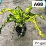 Codeium A68 Pin gaew