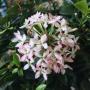Ixora sp.(T41) Dwarf Bicolor flower (pink and white).