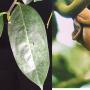 Diospyros curtisii