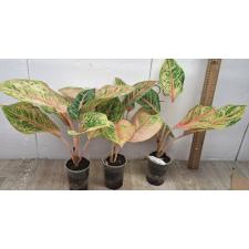 Aglaonema Tiger 3 colors A-81