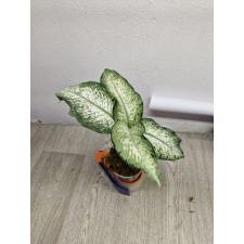 Dieffenbachia Udom Ngern стакан уценка 2100