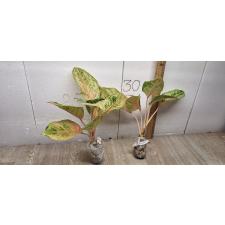 Aglaonema Tiger 3 colors A-81
