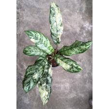 Aglaonema commutatum 'Bangkok Dream'm 22