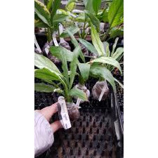 Spathiphyllum 'Angel Baby'(S) 584/1
