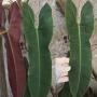 Philodendron sp.(T26)