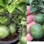 Citrus sp.(T01) Dwarf