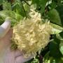 Ixora Star Shower