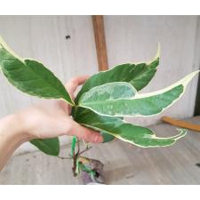 Syzygium samarangense (white margin) 277/1