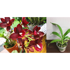 Monnierara Jumbo Delight 'Jumbo Orchids'