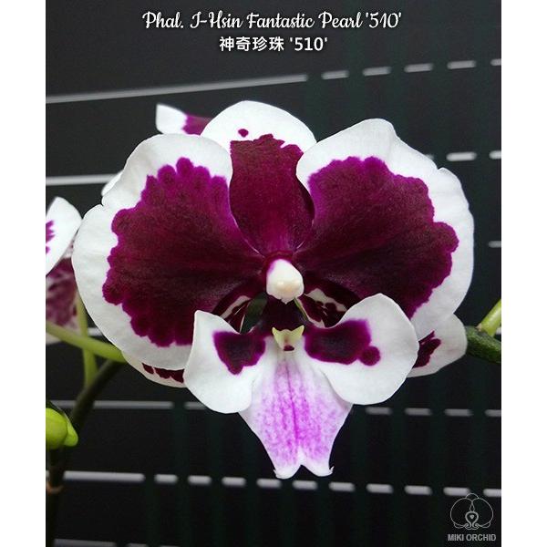 Фаленопсис I-Hsin “Фантастик Перл” №510 / Phal. I-Hsin Fantastic Pearl '510' 1,7" B9