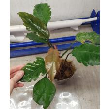 Philodendron sp Caramel pot