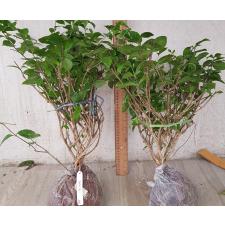 Psilanthus bengalensis 242