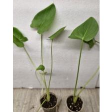 Zantedeschia. КАЛЛА ЭФИОПСКАЯ