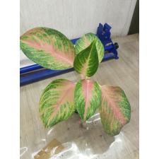 Aglaonema P-25 Baby Pink
