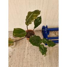 philodendron caramel pluto pot  850